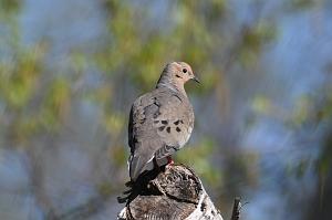 Dove, Mourning, 2025-05016866 River Bend Farm, MA